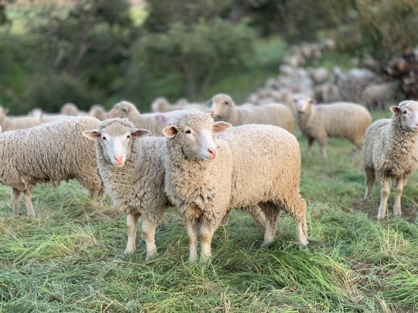 Agnello da carne